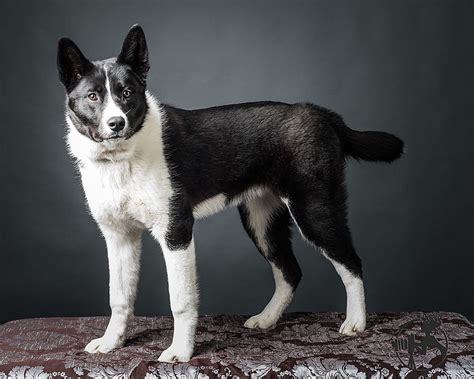 A Karelian Bear Dog Is An Uncommon But Fascinating Breed They Hunt