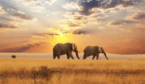 15 Beautiful Elephant Pictures