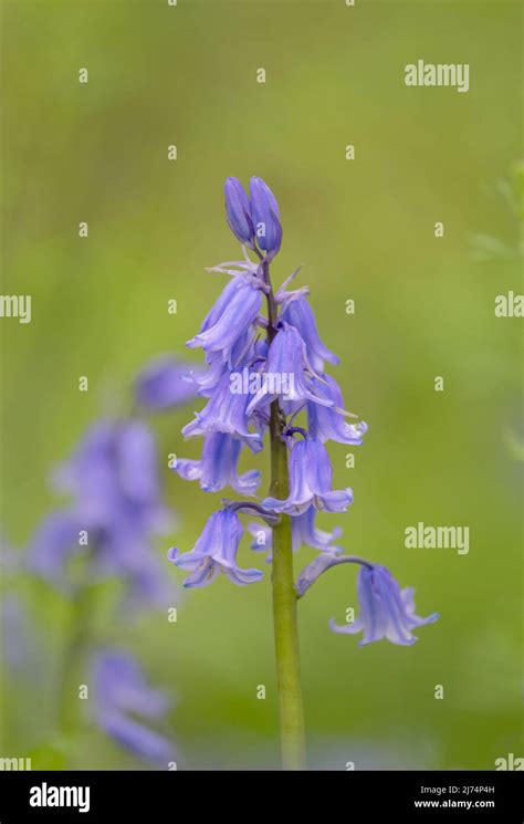 Exquisite Bluebell Flower Hyacinthoides Non Scripta Photographed
