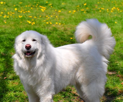 A Large White Dog Standing On Top Of A Lush Green Grass Covered Field
