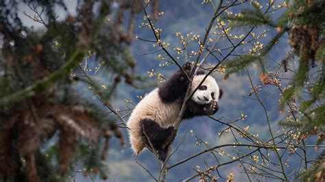 Giant Panda Cub At Bifengxia Panda Base Sichuan China © Suzi