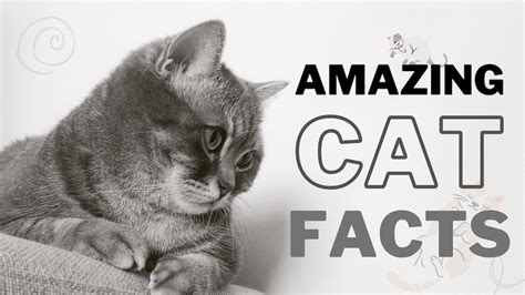 36 Amazing Facts About Cats You Probably Didnt Know