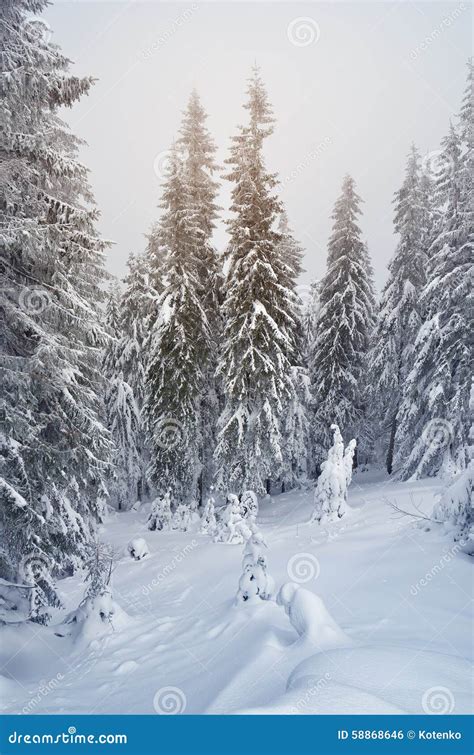 Snowdrifts In A Winter Forest Stock Photo Image Of Cover Landscape