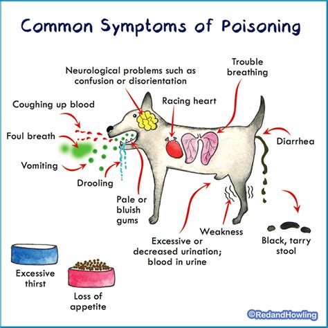 Pet Poison Prevention Week Lets Keep Our Pets Safe Red And Howling