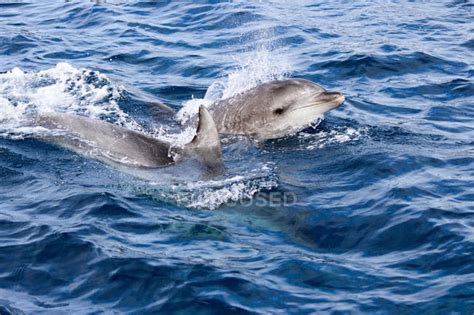 New Zealand North Island Northland Pahia Bay Of Islands Dolphins