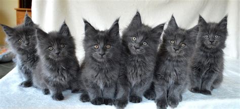 Solid pattern cats, they may be white, black, blue and red; The Blue Maine Coon - Maine Coon Expert