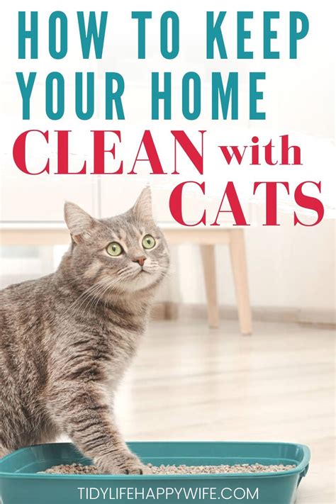 How To Keep Your House Clean With Cats Just For Guide