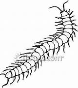 Centipede Drawing Clipart Cliparts Creepy Drawings Tattoo Insects Bug Crawlies Coloring Tattoos Outline Bugs Clip Simple Draw Without Insect Pages sketch template