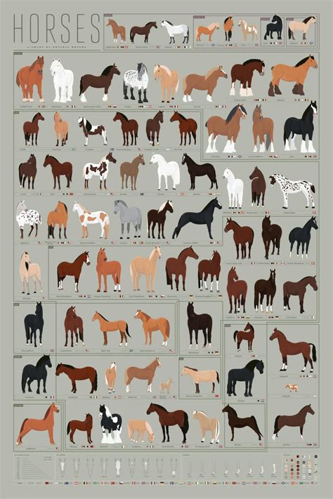 Horses A Chart Of Notable Breeds Horse Breeds Horse Markings Horse