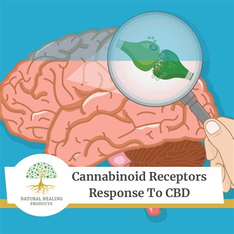 How Your Cannabinoid Receptors Respond To Smoking Cbd Natural Healing