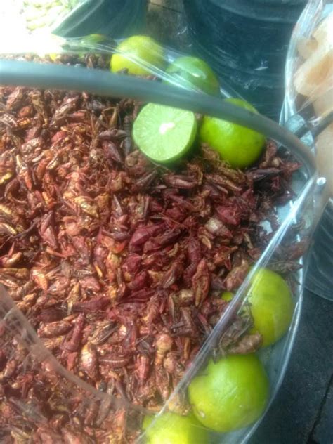 How To Eat Fried Crickets Hello Homestead