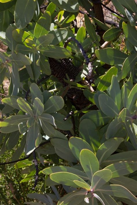 It provides water to stellenbosch and the surrounding areas, is mainly covered in mountain fynbos, and has rare/endemic plant and animal. Walking in Jonkershoek Nature Reserve | London Traveller