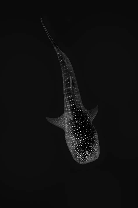 Shark bait cove, wanderers refuge) amethyst islehopper (night variant, found at smuggler's bay, mermaid's hideaway, the to catch a ghost fish and then cook it over the flame of fate and eat it? Ghost in the night by Paul Cangemi on 500px | Whale shark ...