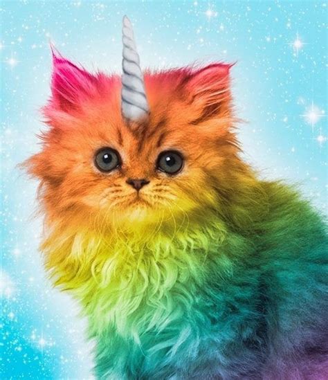 Rainbow Kittens Rainbow Cat Rainbow Unicorn Rainbow