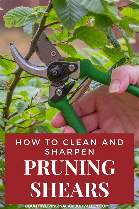 Grass shears, or lawn edging shears, are handy garden tools that look like a smaller version of hedge shears, but are usually designed to use with one hand. How to Clean and Sharpen Pruning Shears and other Garden ...