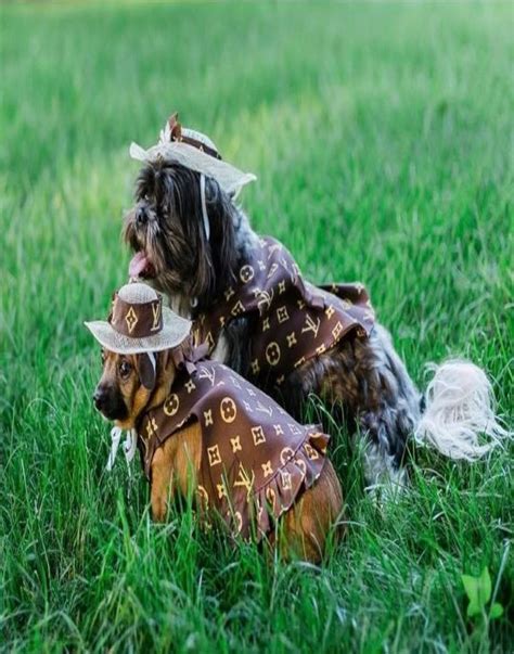 Louis Vuitton Dog Dress Corys Apparel