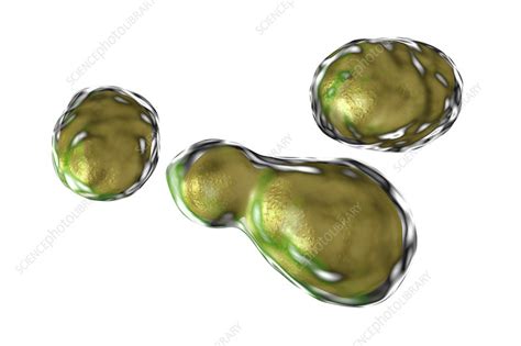 Cryptococcus Neoformans Fungus Illustration Stock Image F0173828