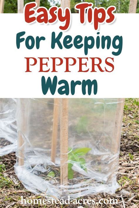Easiest Way To Protect Pepper And Tomato Plants From The Cold Tomato