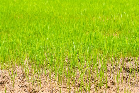Green Rice Field Stock Image Image Of Grass Agriculture 74311143