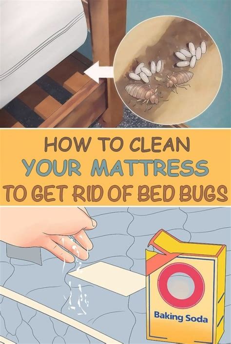 To check for bed bugs, start with a thorough examination of your mattress, bedding, bed frame, and box spring, as well as nearby hiding spots like crevices in your headboard, bedside cabinets, dresser, floorboards, wall trim, picture frames, and drapery folds. How To Get Rid Of Bed Bugs On Mattress https ...