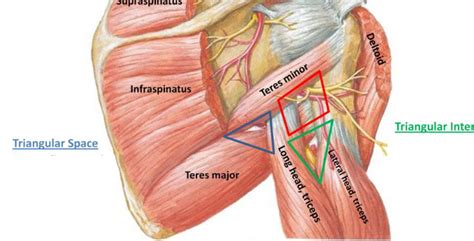 Integrated Functional Anatomy Of The Infraspinatus And Teres Minor