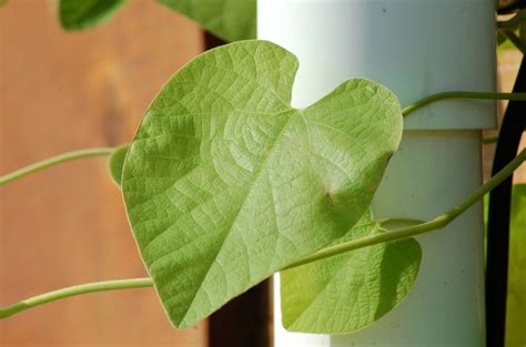 Scientific name and common name. Dutchman's Pipe Vines: Growing and Care Info