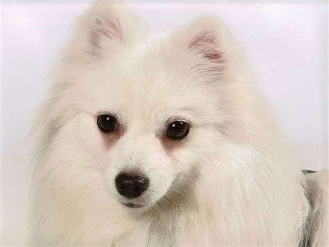 Miniature American Eskimo Dog Facts Pictures Price And Training Dog