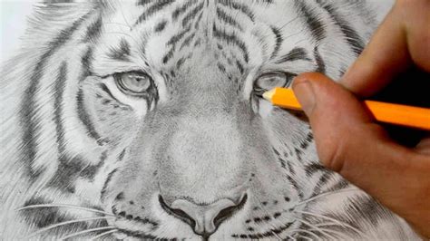 In this quick drawing lesson, i'll kids! How to Draw a Tiger - Realistic Pencil Drawing - YouTube