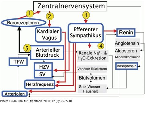 Sind meine messwerte immer noch in ordnung? Abbildung 1: Blutdruckregulation