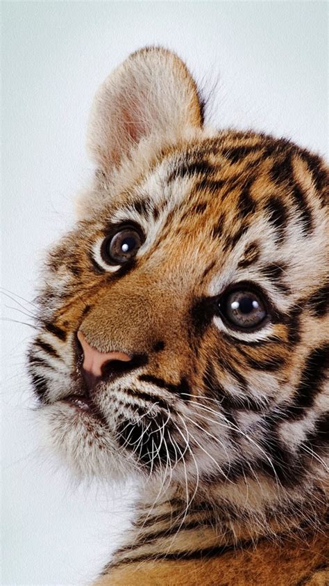 We offer an extraordinary number of hd images that will instantly freshen up your smartphone or computer. Tiger Baby Wallpapers (111 Wallpapers) - HD Wallpapers