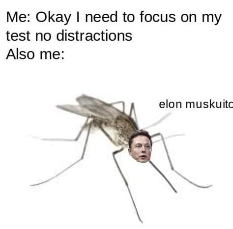 He also posted a meme from the disney movie the lion king, showing the monkey shaman rafiki holding up the cub simba that's photoshopped to be the billionaire with the dogecoin. The best elon musk love me please memes :) Memedroid