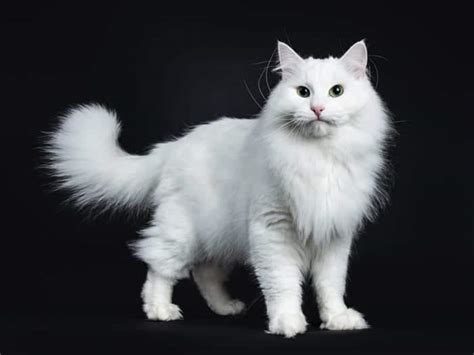 White Breeds Of Cat With Pictures Cat World