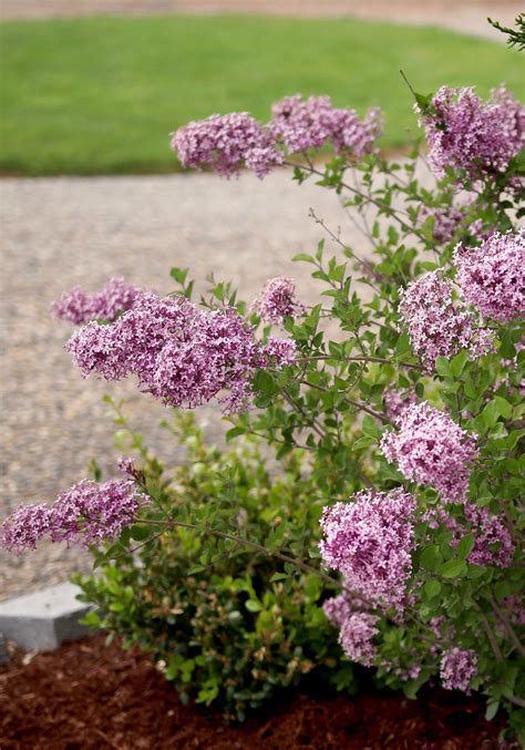 Bloomerang Dark Purple Reblooming Lilac Is Truly A Plant That Keeps On Giving Enjoy The Beauty