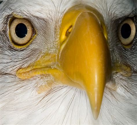 Eagle Eyes Eagle Eyes On Black Highest Explore Position Flickr