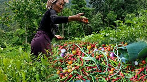 Village Life In Nagaland Farmers Harvesting Organic Fruits And