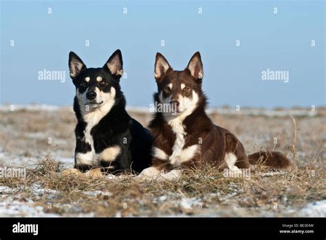 Two Lapponian Herders Lapinporokoira Lapp Reindeer Dogs Lying On A