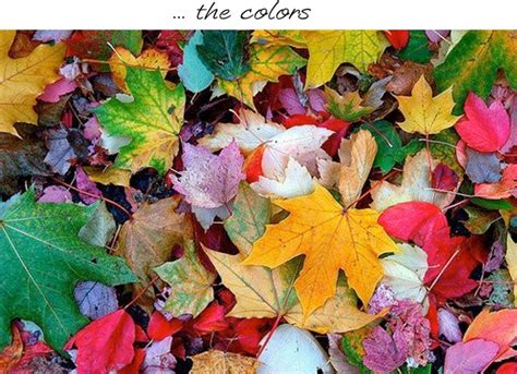 The Colors Of Fall Colorful Leaves Autumn Leaves Fall Colors