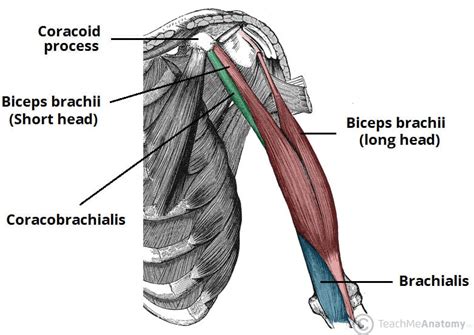 Biceps Brachii Muscle Anatomie Anatomie Des Menschen Physiotherapie