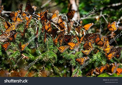 Colony Monarch Butterflies Danaus Plexippus Sitting Stock Photo