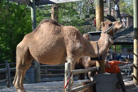 Timmy cougar wrote a review mar 13. Day Trip to the Bronx Zoo | CT Mommy Blog