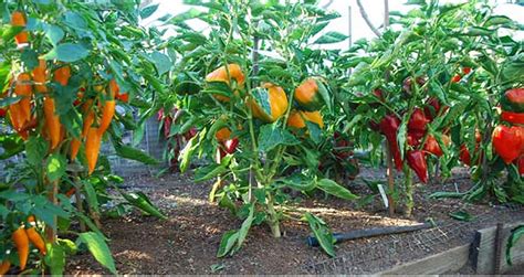 9 Tips On How To Grow Pepper From Seed