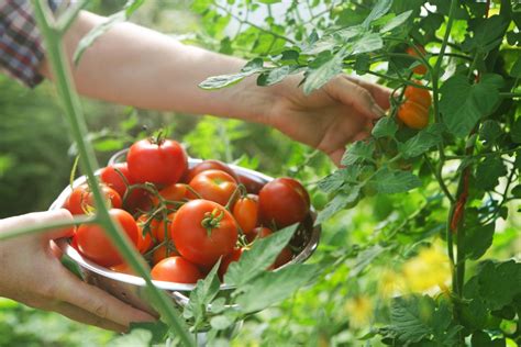 Tomato Companion Planting What To Grow Alongside Tomatoes Homes