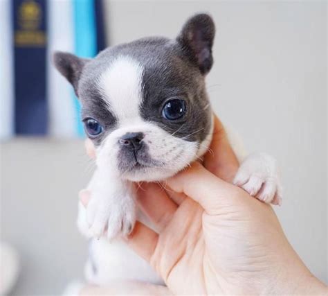 The cutest, the tinniest, the finest. Mini French Bulldog - Boutique Teacup Puppies | Teacup ...