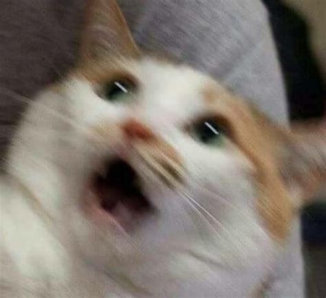 Ehh i feel like even if i use gravatar i'm just gonna change it to something else so i don't think i'll change my pfp. Pin by Molly Rodgers on kitter cats | Cat memes, Cats, Funny cat memes