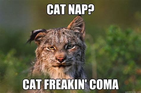 Gather The Wonderful Funny Cat Memes About Napping Hilarious Pets
