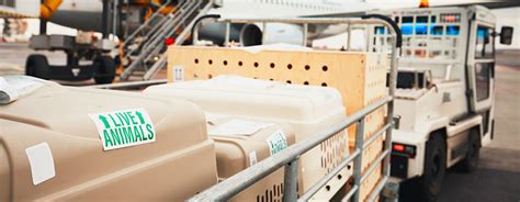 However certain breeds are restricted to travel. DryFur® - Pet Airline Travel Supplies
