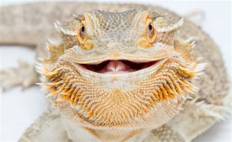 That can be a surprise and you should know that before getting a beardie. How Long Do Bearded Dragons Live? Bearded Dragon Lifespan ...