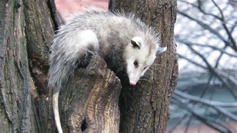 Opossum And A Rat In Tompkins Square Park Nyc Youtube