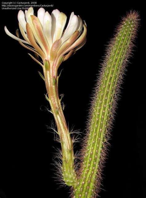 The night blooming cereus is a wonderful, mysteriously elegant desert plant. PlantFiles Pictures: Peniocereus Species, Queen of the ...