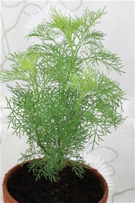 12 cm online bestellen oder reservieren & abholen im fachcentrum | bauhaus. Cola-Strauch (Artemisia abrotanum)